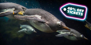 Sea Life, Wild Life, Sydney Tower Eye and Madame Tussauds Black Friday Sale 40% off