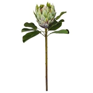 Rogue Grand Protea Stem, Green $11 + Delivery ($0 with Prime/ $59 Spend) @ Amazon AU