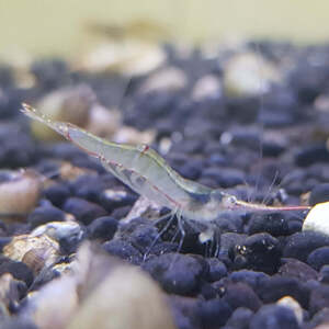 Red Nose Algae Eating Shrimp $4 Each + $13.99 Express Postage ($0 NSW C&C) @ Sydney Aquascapes